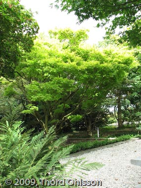 Acer shirasawanum 'Aureum'*